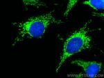 LETM1 Antibody in Immunocytochemistry (ICC/IF)