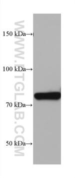 LETM1 Antibody in Western Blot (WB)