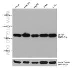 LETM1 Antibody in Western Blot (WB)