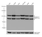 NF90/ILF3 Antibody in Western Blot (WB)