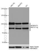 NF90/ILF3 Antibody in Western Blot (WB)