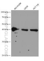 SPOP Antibody in Western Blot (WB)