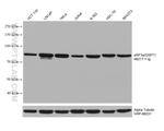 eRF3a/GSPT1 Antibody in Western Blot (WB)