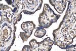 CD59 Antibody in Immunohistochemistry (Paraffin) (IHC (P))