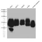 CD59 Antibody in Western Blot (WB)