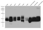 CD59 Antibody in Western Blot (WB)