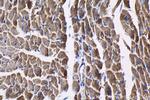 IMMT Antibody in Immunohistochemistry (Paraffin) (IHC (P))