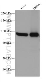 IMMT Antibody in Western Blot (WB)