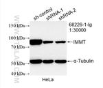 IMMT Antibody in Western Blot (WB)