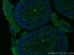 PGK2 Antibody in Immunohistochemistry (PFA fixed) (IHC (PFA))