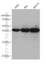 PGK2 Antibody in Western Blot (WB)