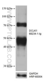 DCLK1 Antibody in Western Blot (WB)