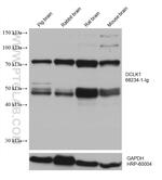 DCLK1 Antibody in Western Blot (WB)