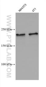 KIAA1429 Antibody in Western Blot (WB)