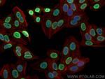 HNRNPD Antibody in Immunocytochemistry (ICC/IF)