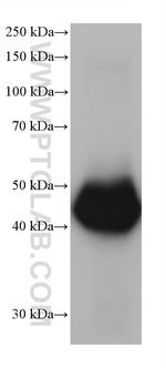 ALDH2 Antibody in Western Blot (WB)