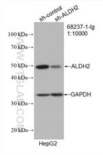 ALDH2 Antibody in Western Blot (WB)