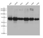 KIAA2013 Antibody in Western Blot (WB)