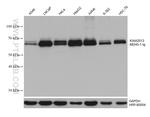 KIAA2013 Antibody in Western Blot (WB)