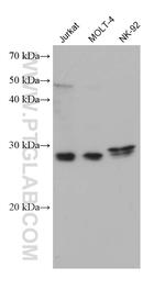 KLK8 Antibody in Western Blot (WB)