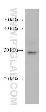 KLK8 Antibody in Western Blot (WB)