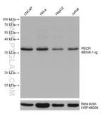 PECR Antibody in Western Blot (WB)