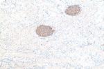 Podocalyxin Antibody in Immunohistochemistry (Paraffin) (IHC (P))