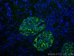 Podocalyxin Antibody in Immunohistochemistry (PFA fixed) (IHC (PFA))