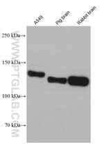 CNTN1 Antibody in Western Blot (WB)