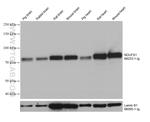 NDUFS1 Antibody in Western Blot (WB)