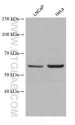 SNX17 Antibody in Western Blot (WB)