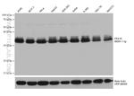 PEX16 Antibody in Western Blot (WB)