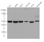 TMPRSS2 Antibody in Western Blot (WB)