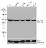 TMPRSS2 Antibody in Western Blot (WB)