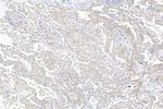 MAP4 Antibody in Immunohistochemistry (Paraffin) (IHC (P))