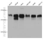 MAP4 Antibody in Western Blot (WB)