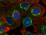 PDXDC1 Antibody in Immunocytochemistry (ICC/IF)