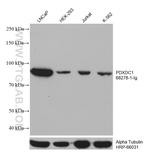 PDXDC1 Antibody in Western Blot (WB)