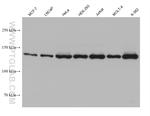 Raptor Antibody in Western Blot (WB)