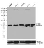 MAGOH Antibody in Western Blot (WB)