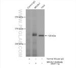 MICAL1 Antibody in Immunoprecipitation (IP)