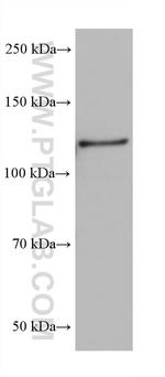 MICAL1 Antibody in Western Blot (WB)