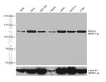 MICAL1 Antibody in Western Blot (WB)