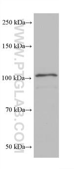 MICAL1 Antibody in Western Blot (WB)