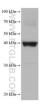 Cardiac Troponin T Antibody in Western Blot (WB)