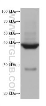 Cardiac Troponin T Antibody in Western Blot (WB)