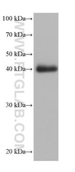 Cardiac Troponin T Antibody in Western Blot (WB)