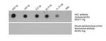 m5C Antibody in Dot Blot (DB)