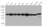 DLAT Antibody in Western Blot (WB)