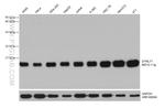 DYNLT1 Antibody in Western Blot (WB)